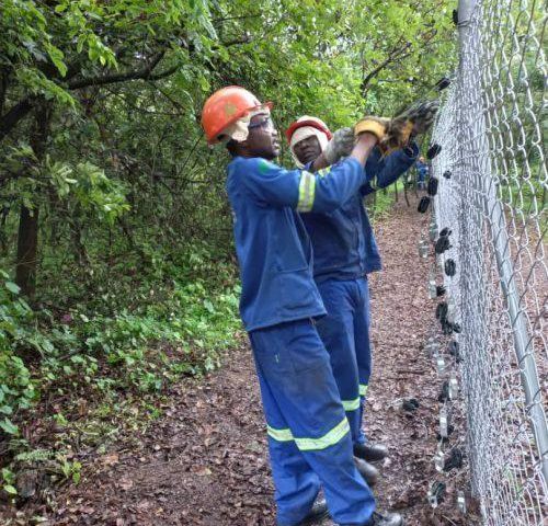 Équipe de pose de clôture en milieu forestier